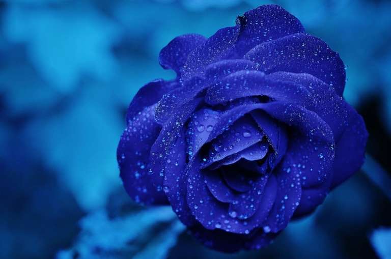 floare