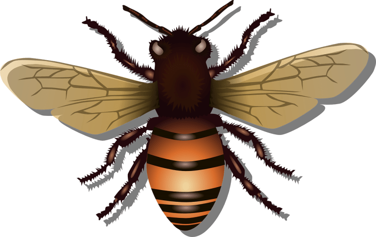 icoane