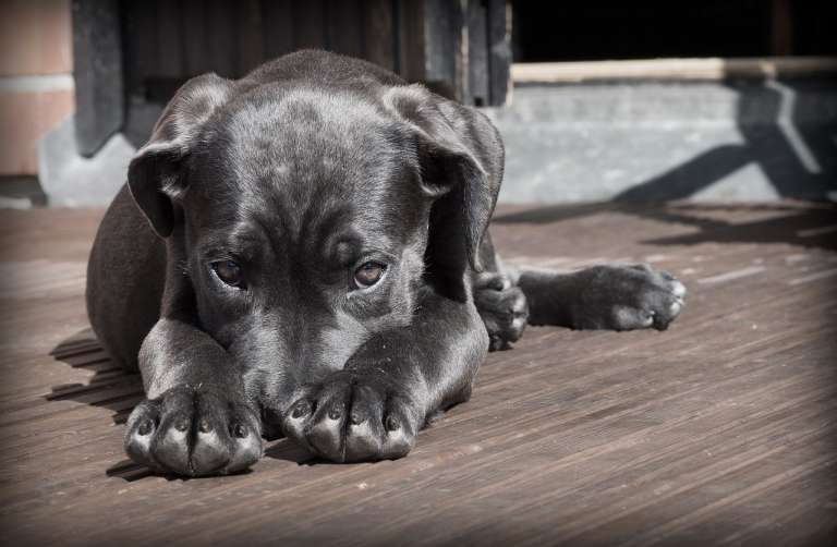 caine