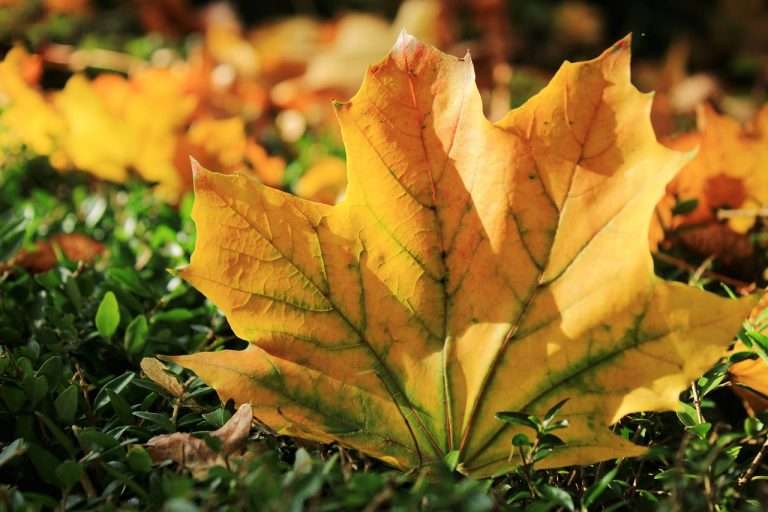 autumn