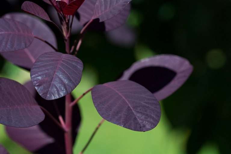 cele mai bune peruci din par natural
