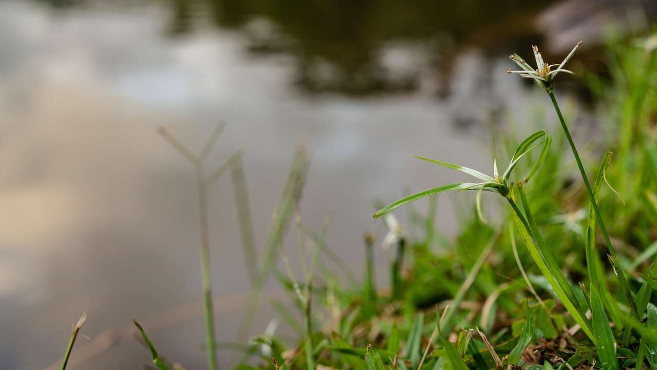mesaj de buna dimineata